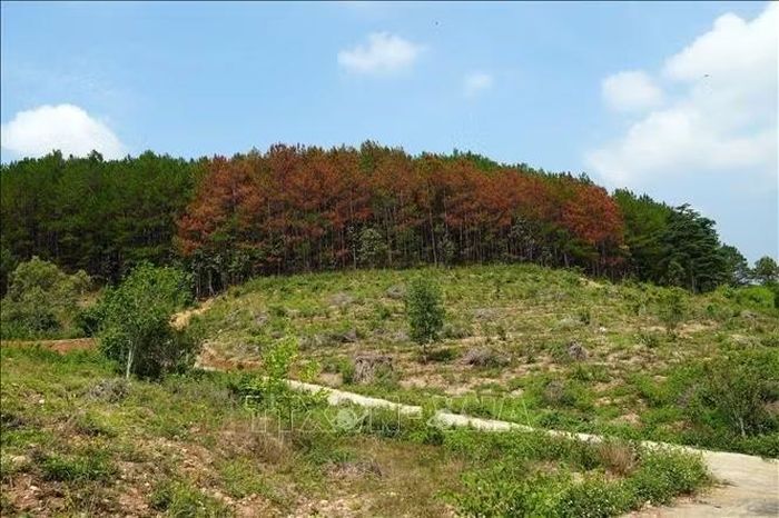 Một cánh rừng ở xã Nam Ban - Lâm Hà bị kẻ xấu khoan lỗ, bơm hóa chất làm chết hàng trăm cây thông 3 lá để lấn chiếm đất rừng. Ảnh: Chu Quốc Hùng/TTXVN