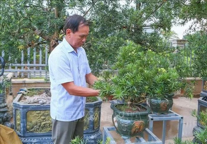 Ông Đỗ Thanh Hiên tạo tác cây tùng la hán bonsai.