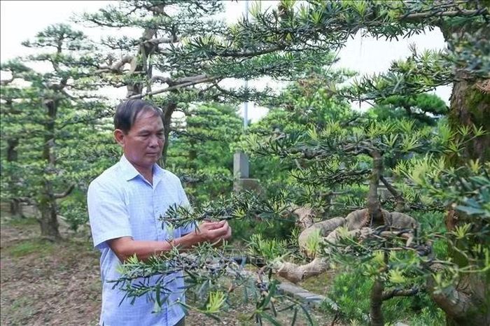 Ông Đỗ Thanh Hiên chỉnh sửa lại dáng cây tùng la hán thế cổ.