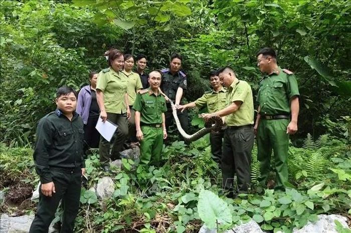 Lực lượng chức năng thả một cá thể Trăn đất thuộc nhóm II B về môi trường tự nhiên tại khu vực núi Pù Kang, thôn Nặm Đíp, xã Lâm Bình (Tuyên Quang).