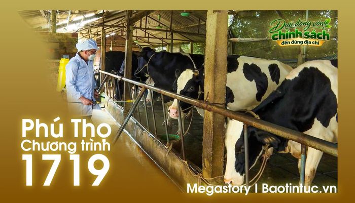 Áp dụng chăn nuôi theo hướng an toàn sinh học kết hợp tiêu trùng, khử khuẩn giúp đàn bò sữa khỏe mạnh, cho sản lượng sữa ổn định.
