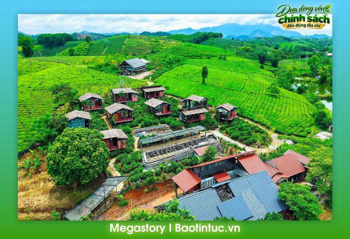 Xã Minh Đài xác định phát triển cây chè là cây chủ lực gắn với phát triển du lịch cộng đồng.