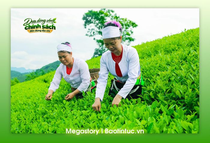 Người dân thu hái chè trên nương, duy trì nghề trồng chè truyền thống gắn với phát triển kinh tế nông nghiệp bền vững.