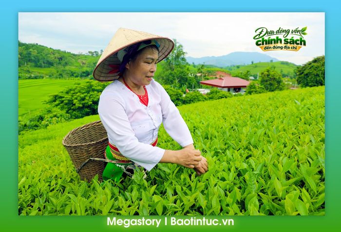 Người dân thu hái chè trên nương, duy trì nghề trồng chè truyền thống gắn với phát triển kinh tế nông nghiệp bền vững.