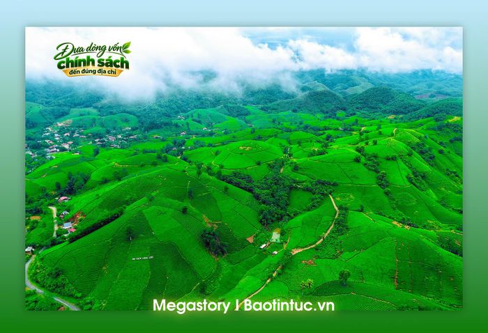 Đồi chè Long Cốc xanh mướt giữa không gian núi đồi, trở thành điểm nhấn trong phát triển du lịch trải nghiệm gắn với vùng chè.