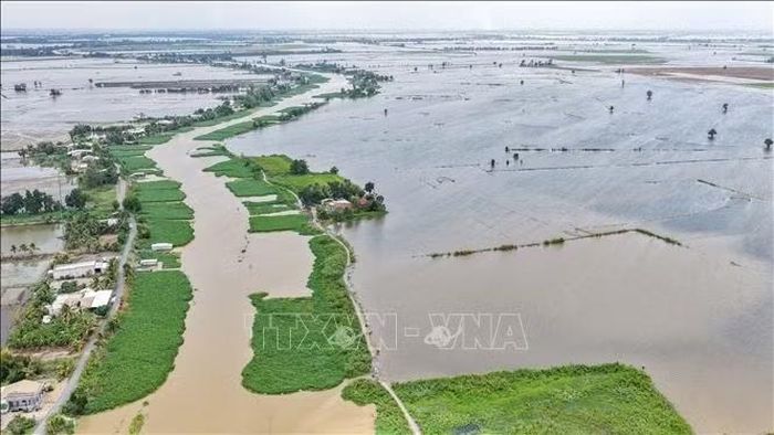 Nhiều diện tích lúa và cây trồng bị ngập úng khi lũ lên nhanh, kết hợp mưa lớn và triều cường.