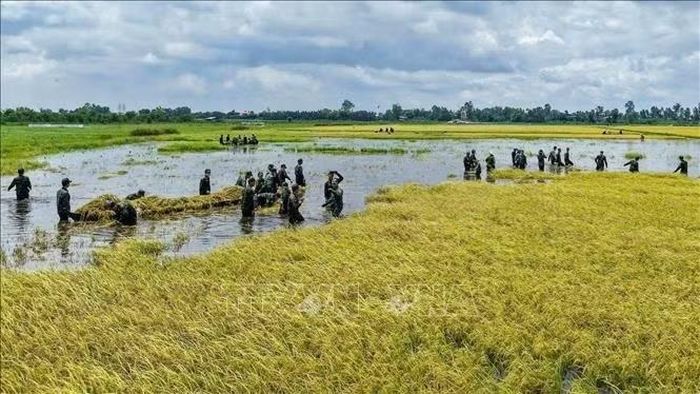 Lực lượng vũ trang và chính quyền địa phương giúp người dân xã Vĩnh Thạnh, tỉnh Tây Ninh khẩn trương thu hoạch lúa khi nước lũ dâng, hạn chế thiệt hại đối với sản xuất.