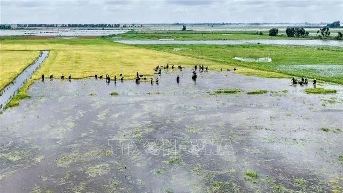 Nước lũ đầu mùa năm 2026 gây ngập nhiều diện tích lúa tại vùng Đồng Tháp Mười.