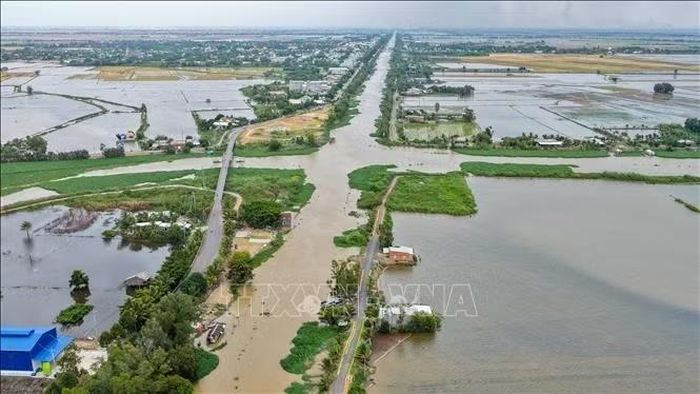 Chưa vào đỉnh lũ, nhưng nhiều diện tích sản xuất nông nghiệp tại xã Vĩnh Hưng, tỉnh Tây Ninh đã bị ngập do triều cường dâng cao.