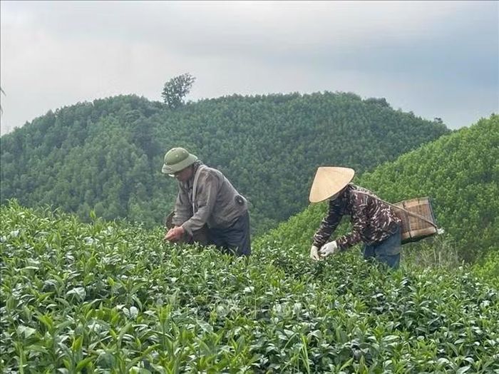 HTX hiện có 4 sản phẩm chè đạt OCOP 3 sao, mỗi năm cung ứng ra thị trường hơn 50 tấn chè khô các loại. Ảnh: TTXVN phát