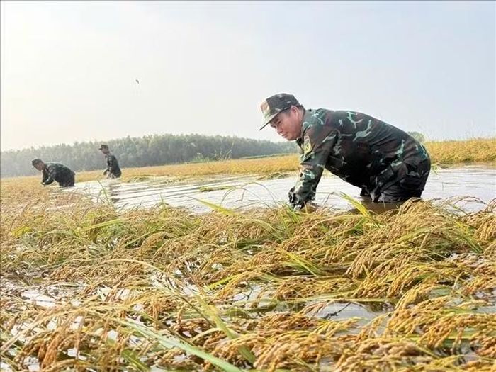 Cán bộ, chiến sĩ Tiểu đoàn 1, Trung đoàn 738 xuống đồng hỗ trợ người dân thu hoạch lúa bị ngập tại xã Thạnh Phước, tỉnh Tây Ninh. Ảnh: TTXVN phát