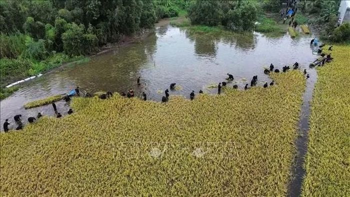 Khoảng 100 cán bộ, chiến sĩ Tiểu đoàn 1, Trung đoàn Cảnh sát cơ động số 9 hỗ trợ người dân thu hoạch lúa tại xã Thạnh Phước. Ảnh: TTXVN phát