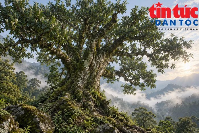 Cây trà Shan tuyết cổ thụ sinh trưởng giữa vùng núi cao, mang trong mình giá trị tự nhiên và chiều sâu văn hóa của trà Việt.