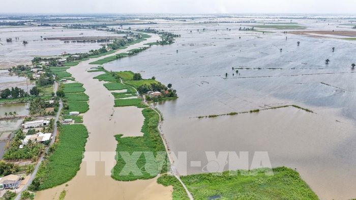 Nhiều diện tích lúa và cây trồng bị ngập úng khi lũ lên nhanh, kết hợp mưa lớn và triều cường. Ảnh: Minh Phú - TTXVN