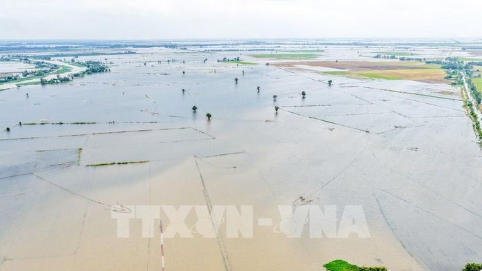 Nước lũ bao phủ nhiều cánh đồng, gây ảnh hưởng đến sản xuất nông nghiệp của người dân vùng Đồng Tháp Mười. Ảnh: Minh Phú - TTXVN