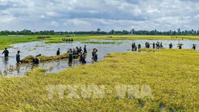 Lực lượng vũ trang và chính quyền địa phường giúp người dân xã Vĩnh Thạnh, tỉnh Tây Ninh khẩn trương thu hoạch lúa khi nước lũ dâng, hạn chế thiệt hại đối với sản xuất. Ảnh: Minh Phú - TTXVN