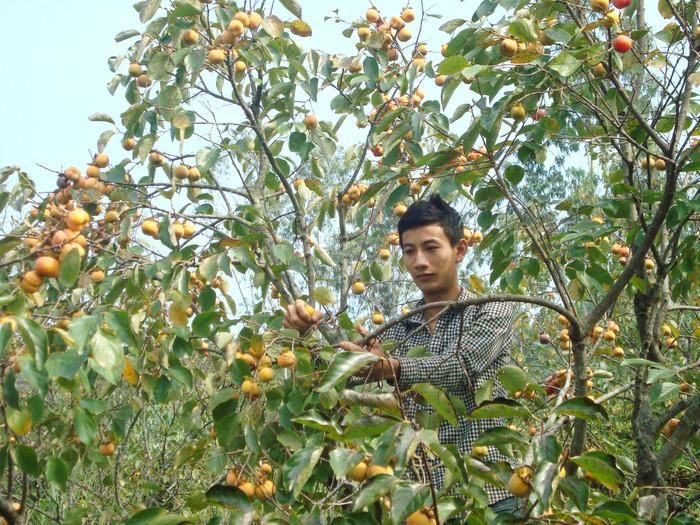 Người dân chăm thu hoạch hồng. Ảnh: báo Nghệ An
