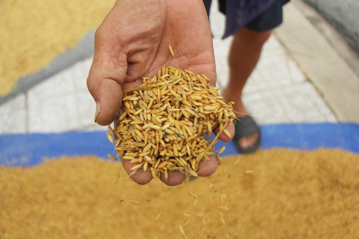 Nhiều hạt thóc bị lên mầm