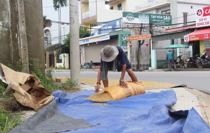 Vừa tạnh mưa, người dân tranh thủ đổ lúa ra phơi, tận dụng từng khoảng thời gian trời ráo để hạn chế hạt lúa bị ẩm, lên mầm