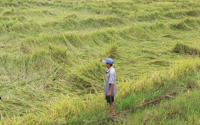 Ông Vinh lo âu khi phần lớn diện tích lúa của gia đình bị ngã rạp, nằm sát mặt ruộng