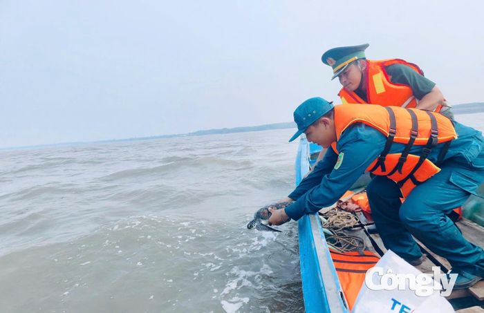 Các lực lượng thả cá thể vích xuống biển