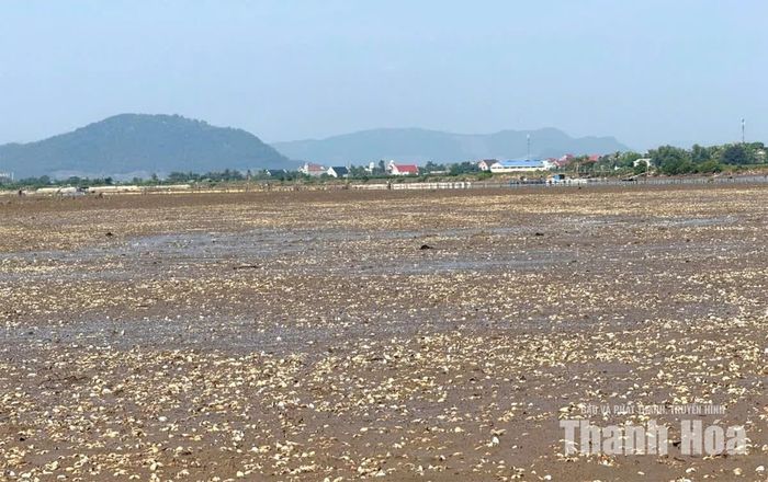 Ngao nuôi tại phường Ngọc Sơn chết tỷ lệ hơn 90%.