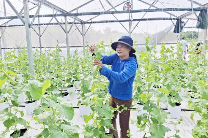 Các mô hình sản xuất hữu cơ hướng đến nâng chất lượng và giá trị nông sản. Ảnh: UBND TP Huế.