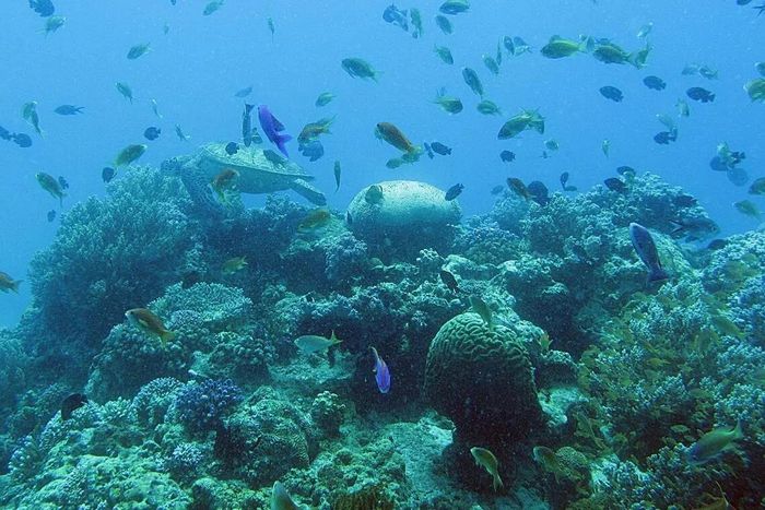 San hô tại Bohol, Philippines, năm 2015. Các đợt tẩy trắng san hô toàn cầu xảy ra vào các năm 1998, 2010, 2016 và 2024. Ảnh: Huang Danwei.
