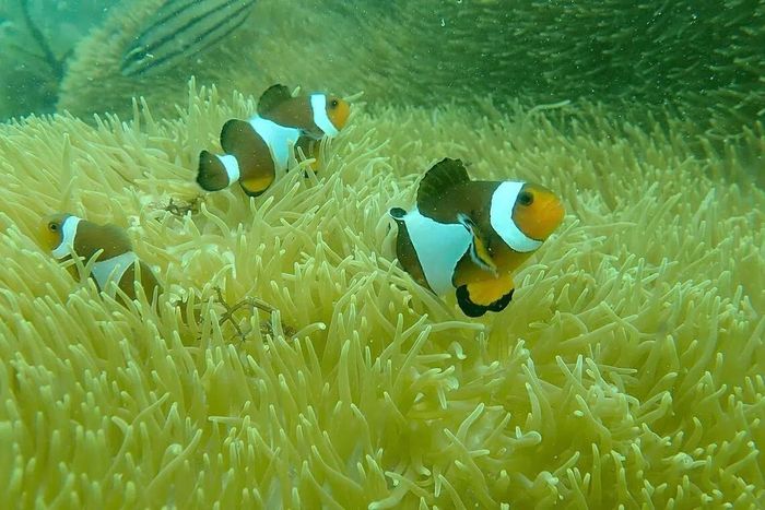 San hô tại Pulau Hantu, Singapore, năm 2021. Những loài san hô có thể phát triển trong môi trường khắc nghiệt, như các vùng nước đục quanh Singapore, thường có khả năng chống chịu cao hơn trước các đợt sóng nhiệt biển. Ảnh: Huang Danwei