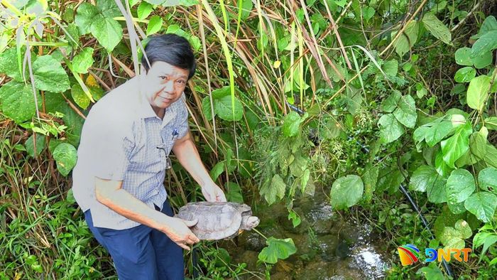 Ông Nguyễn Thúc Dũng, Chủ tịch UBND phường Hải Vân thả cá thể rùa đất châu Á về rừng. Ảnh: KIM HIẾU