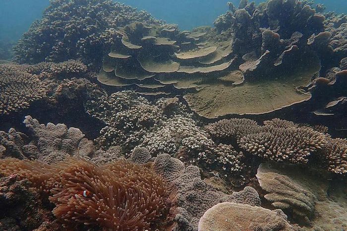 Rạn san hô ở Pulau Satumu, Singapore năm 2019. Ảnh: Straits Times