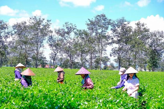 Vùng chè Biển Hồ có lịch sử hình thành hàng thế kỷ, có giá trị đặc biệt về cảnh quan, du lịch. Ảnh: Minh Châu