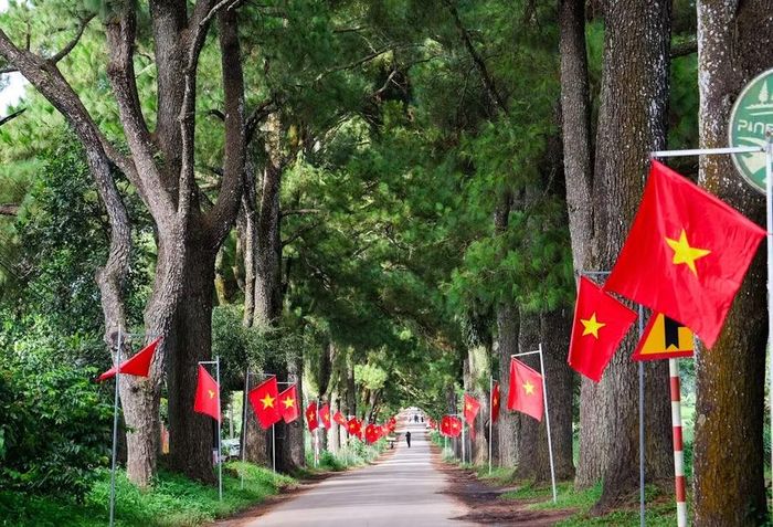 Gia Lai tăng cường bảo vệ hàng thông trăm tuổi và vùng chè Biển Hồ. Ảnh: Minh Châu