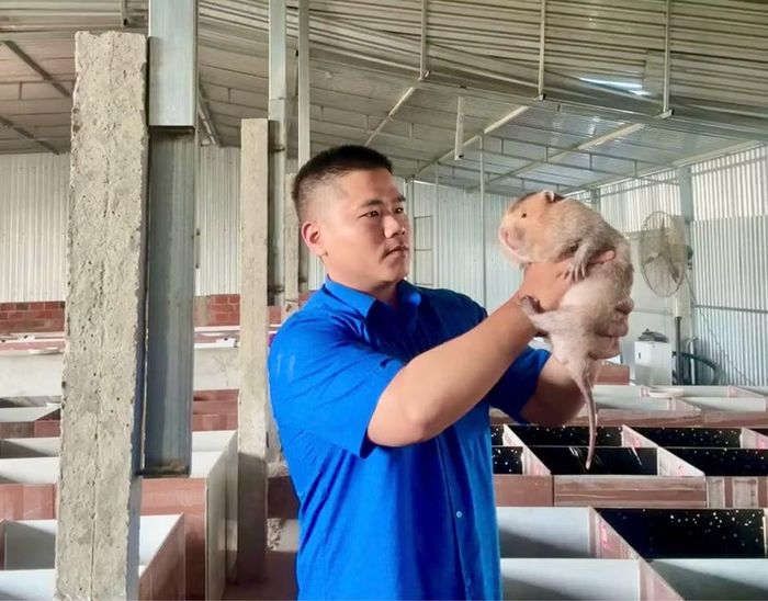 Anh Lương Hoài Nam chăm sóc đàn dúi tại trang trại. Ảnh: NVCC