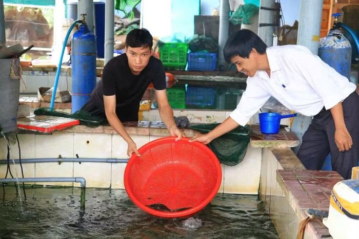 Nhờ mạnh dạn thay đổi cách làm, mô hình nuôi cá chình của anh Phúc ngày càng phát triển. Ảnh: Tú Quyên