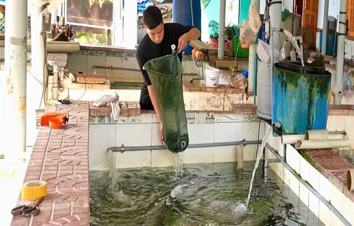 Từ cách nuôi truyền thống, anh Võ Thành Phúc chuyển sang ứng dụng hệ thống tuần hoàn kết hợp công nghệ vi sinh để nuôi cá chình. Ảnh: D.L