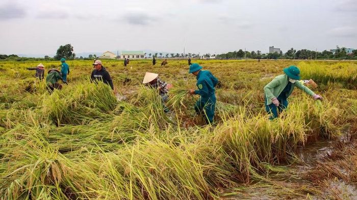 Cán bộ, chiến sĩ dân quân xã Ia Hiao hỗ trợ bà con thu hoạch lúa sau mưa lũ. Ảnh: N.T