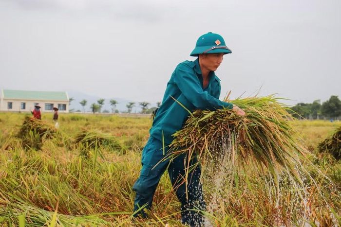 Mưa lớn kéo dài gây ngập hơn 200 ha lúa trên địa bàn xã Ia Hiao. Ảnh: N.T