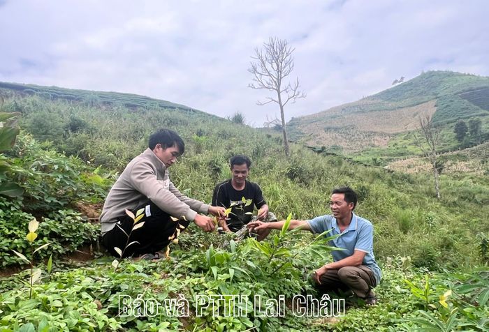 Những cây chè giống mua qua mạng không rõ nguồn gốc và đúng chủng loại được dân bản trồng gây lãng phí công, vật tư nông nghiệp. 