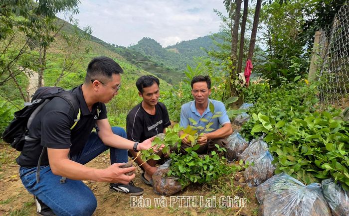 Người dân bản Chí Sáng trao đổi với phóng viên Báo và Phát thanh, Truyền hình Lai Châu về những cây chè giống không rõ nguồn gốc và chủng loại mua qua mạng xã hội.  