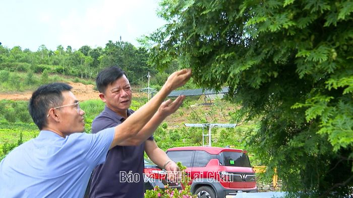 Ông Đinh Hồng Dương – Cơ sở Bách xanh Garden giới thiệu với khách hàng về cây Bách Xanh giống gốc.