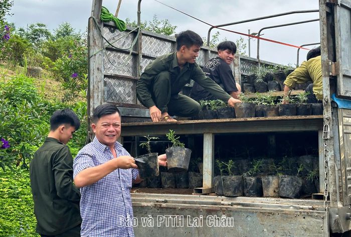 Cây giống Bách Xanh được bán ra thị trường.