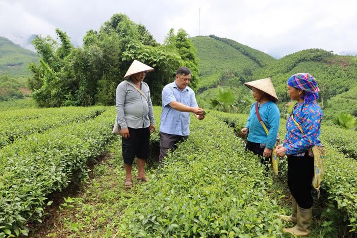 Cán bộ xã Xuân Hòa hướng dẫn người dân chăm sóc chè, chú trọng phòng trừ sâu bệnh.