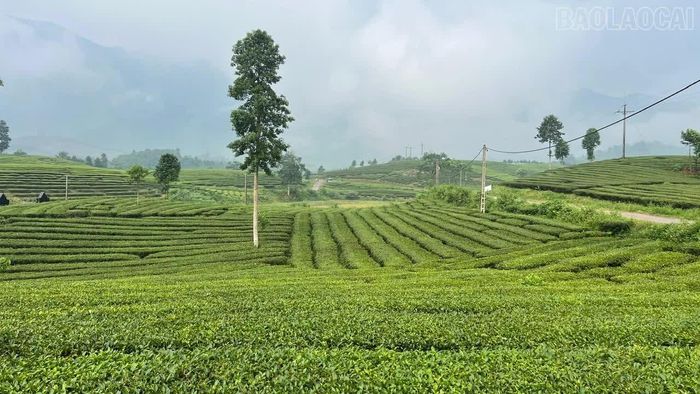 Toàn tỉnh hiện có 15.475 ha chè, là một trong những cây trồng chủ lực, góp phần nâng cao thu nhập cho người dân.