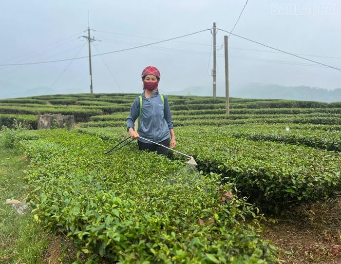 Bà Dần chủ động phun thuốc phòng sâu bệnh sau khi thu hoạch chè.