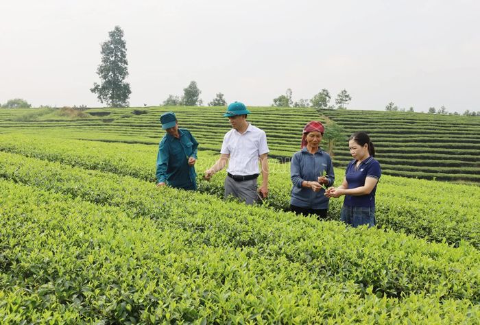 Cán bộ xã Tằng Loỏng hướng dẫn người dân nhận biết và phòng trừ sâu bệnh trên cây chè.