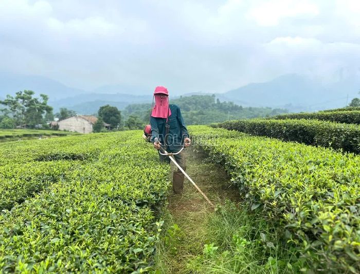 Người dân vệ sinh nương chè, góp phần hạn chế nguồn sâu bệnh phát sinh, lây lan.