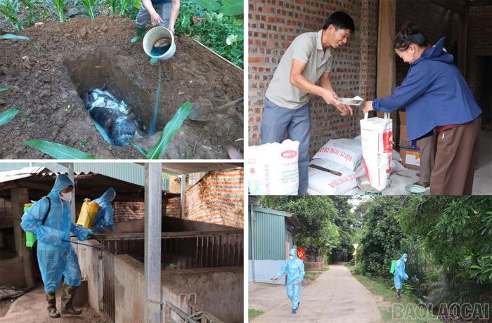 Hơn 90 hộ chăn nuôi tại xã Văn Bàn đồng loạt ra quân tiêu độc, khử trùng khu vực chăn nuôi lợn với sự hỗ trợ hóa chất và vôi bột từ Trung tâm Dịch vụ tổng hợp xã.