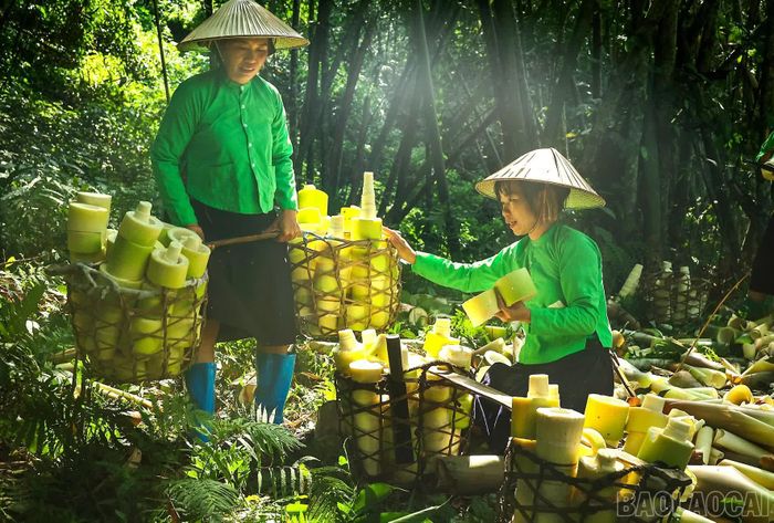 Măng sau khi sơ chế được phân loại, xếp vào gùi tre.