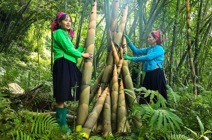 Những búp măng mai sau khi thu hoạch được tập kết dưới tán rừng.